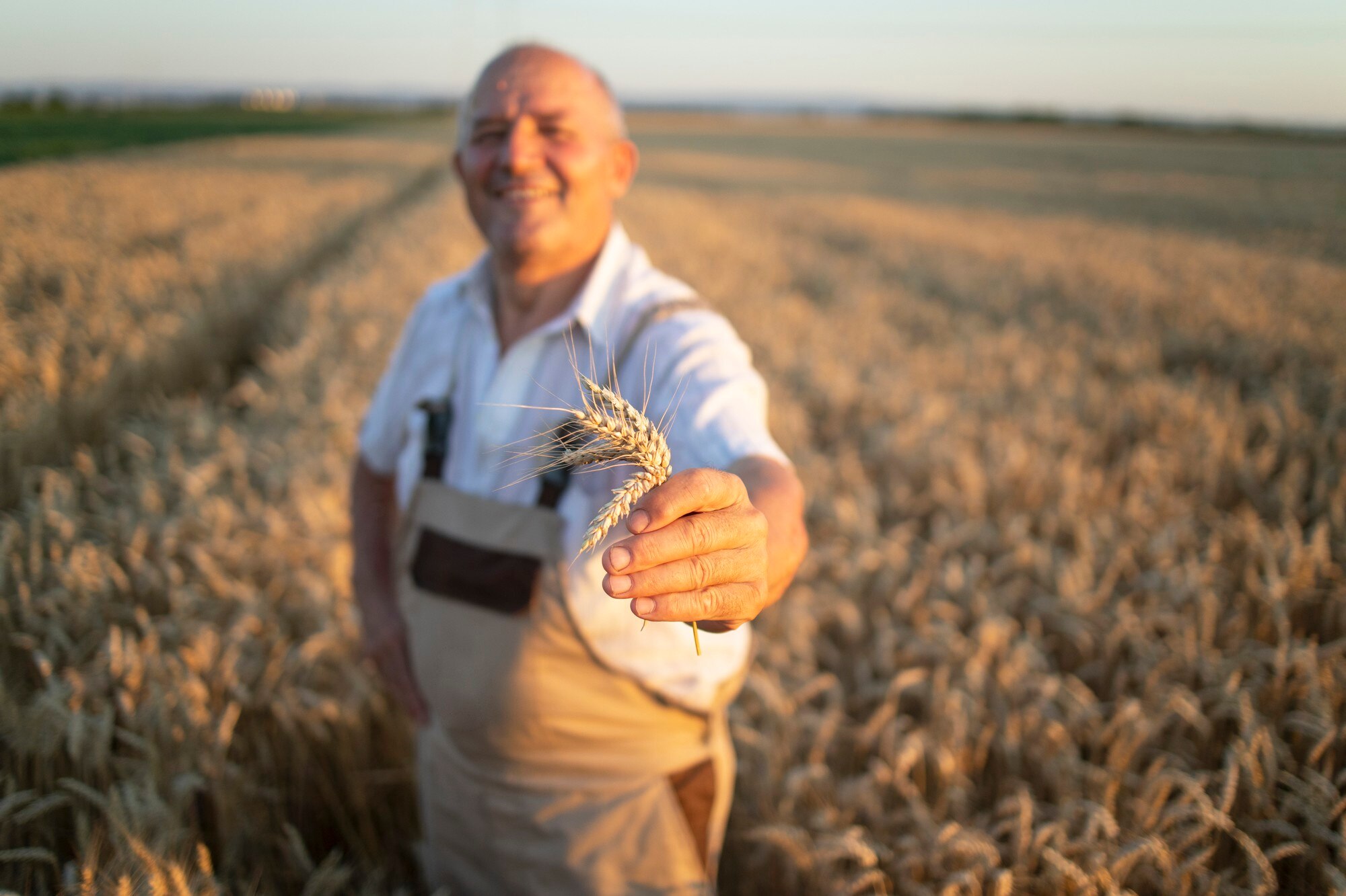 retrato-exitoso-agronomo-agricultor-senior-pie-campo-trigo-sosteniendo-cultivos-trigo_342744-1252
